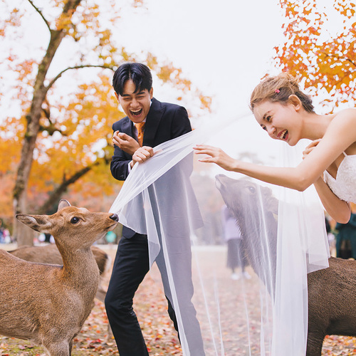 奈良有鹿等你来