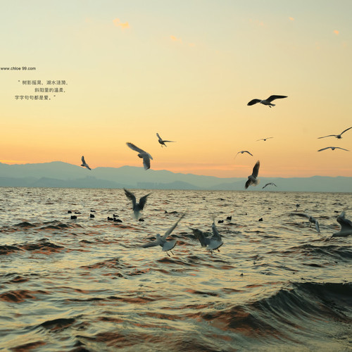 抖音达人:纯白夫妇